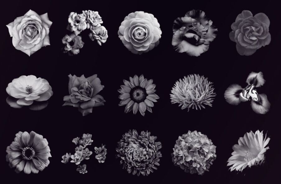 Elegant Flower Free Photoshop Brushes