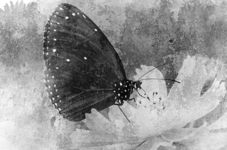 Free Flower Photoshop Brushes